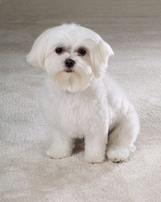 PetEdge Maltese Photo
