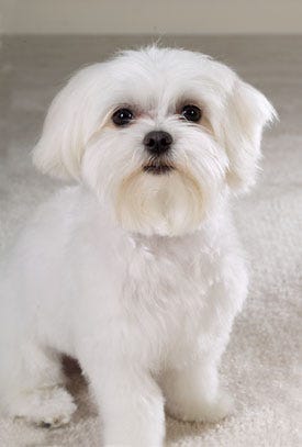 PetEdgeMaltese