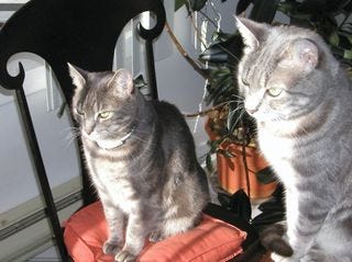 Cats in sun