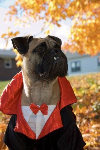 Porter_Halloween2010