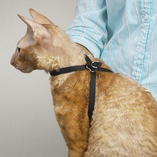 Top Performance Cat Grooming Harness | PetEdge.com