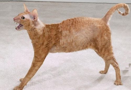 Meowing