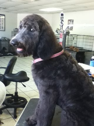 Yogi After