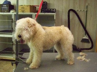 LucyBefore