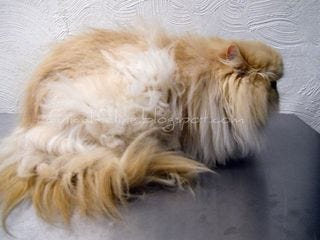 Persian Before