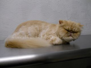 Persian After