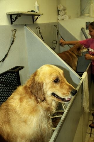 Bathing at Four Paws Grooming
