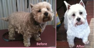 Fergus Before and After