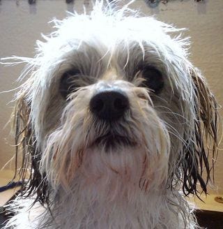 Beau Before