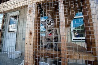 071410Cat3
