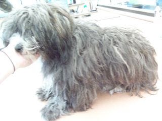 Before Maltipoo June 2010