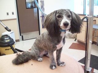 Maltipoo After
