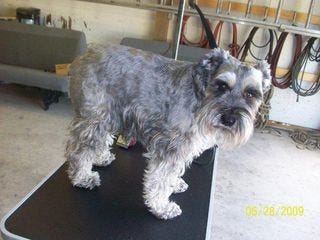 NattheSchnauzerBefore