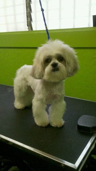 PixieAfter