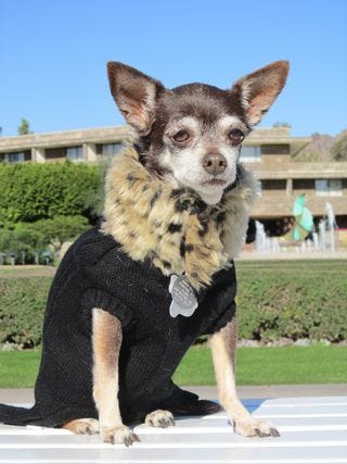Sasha_AudreyLeopardSweater