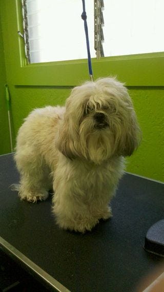 PixietheShihTzu