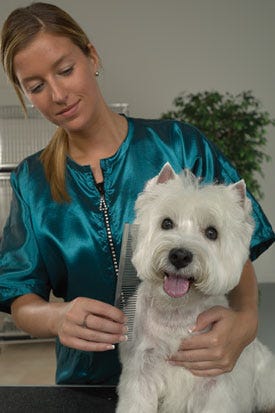 GroomerTurquoisewDog