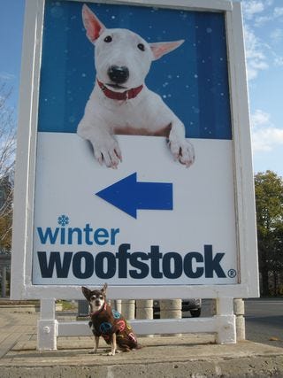 Sasha at Woofstock