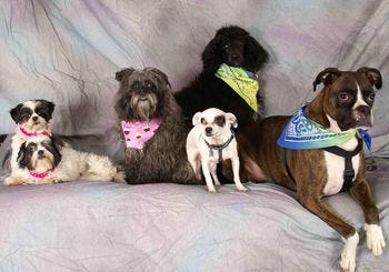 Sixadopteddogs