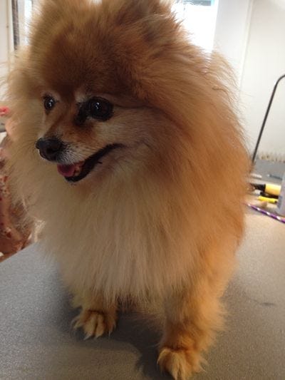 Foxy After