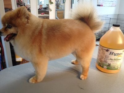 Foxy after