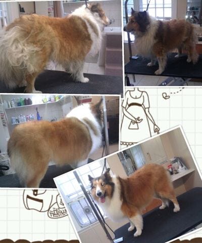 ZoeytheMattedSheltie