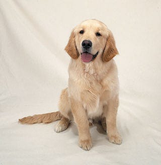 YellowDog