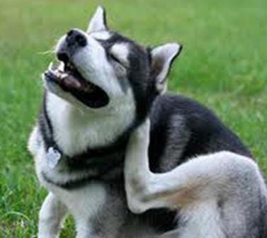 Scratching_dog