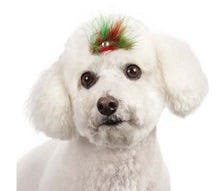 Dog with bows