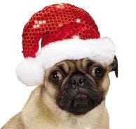 Santa hat on dog