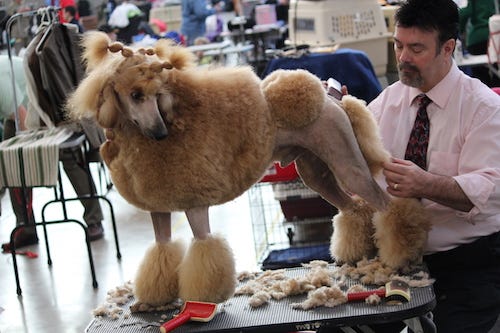Grooming Poodle