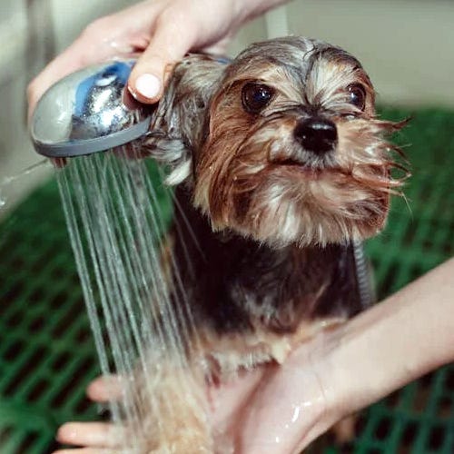 The Importance of Water in Pet Grooming 