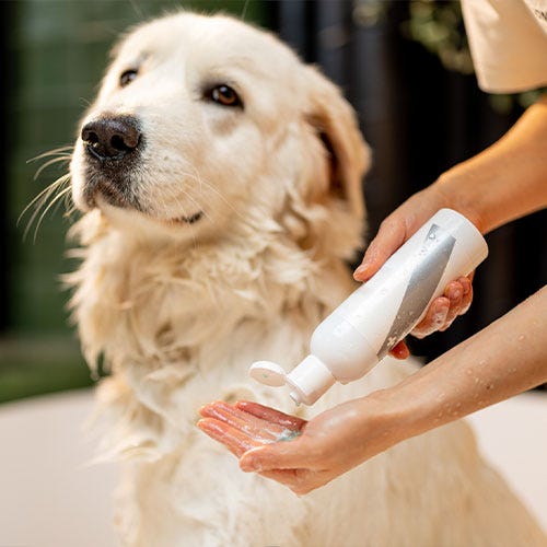 Choosing Appropriate Shampoos
