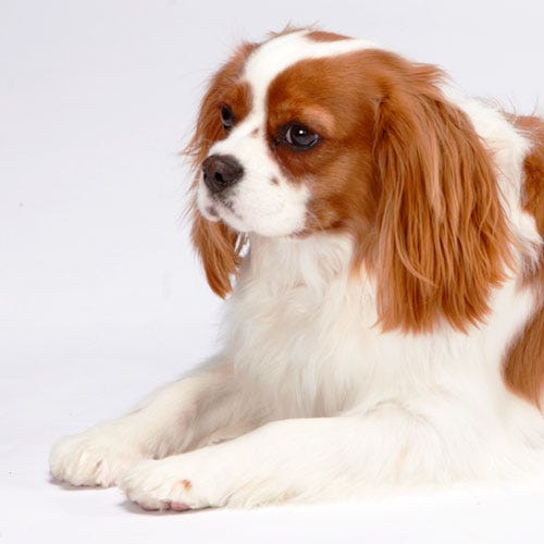 Trimming the Feet on Pet Cavalier King Charles Spaniels