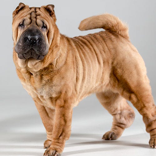 Taking Care of Folds and Wrinkles