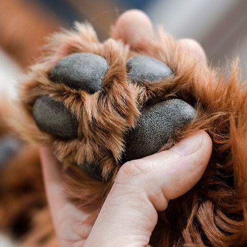Trimming Around the Paw Pads