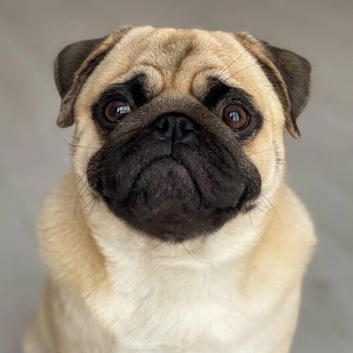 Making Smooth Coats Shine: Essential Tips for Grooming Smooth-Coated Dogs