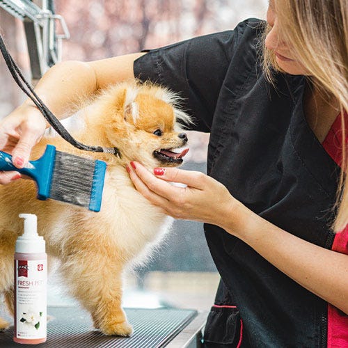 Dog Bath Woes? Save the Day with Dry Shampoo! 