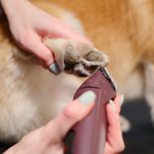Short Dog Haircut? Pro Groomer Tips for Neat Feet