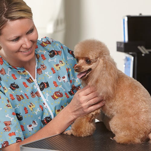 Dealing with Intestinal Parasites