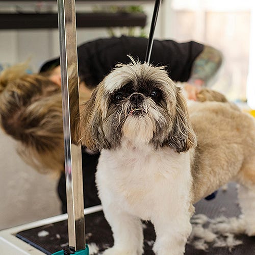 Dealing with Lumps and Bumps: Grooming Tips for Senior Pets