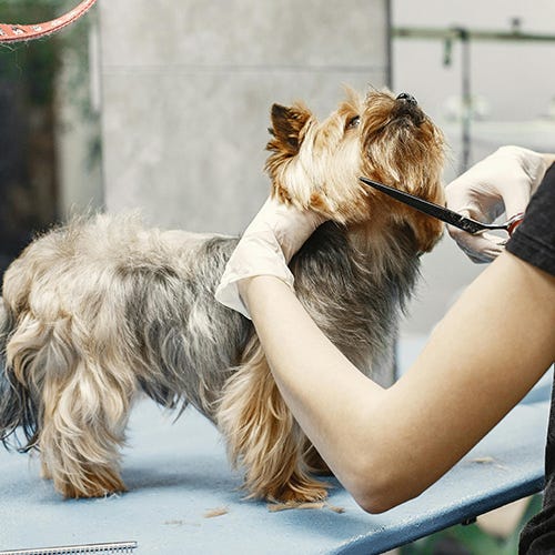 Don't Panic! How to Handle Dog Cowlicks During Grooming
