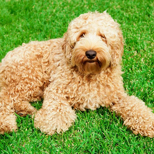 Beyond the Myth: Choosing the Right Dog for Allergies (Groomer's Guide)