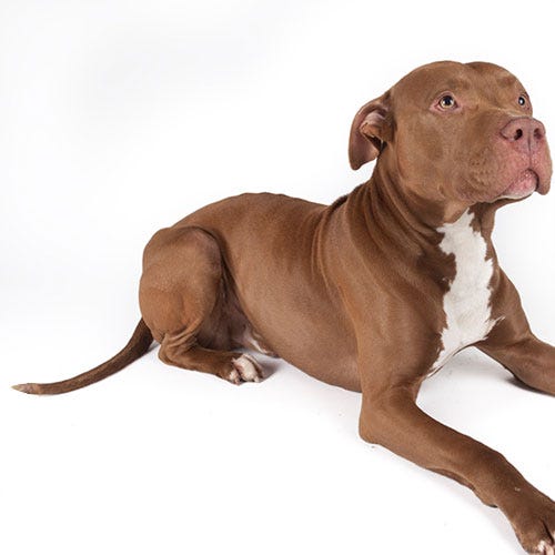 Tail Gland Hyperplasia in Dogs