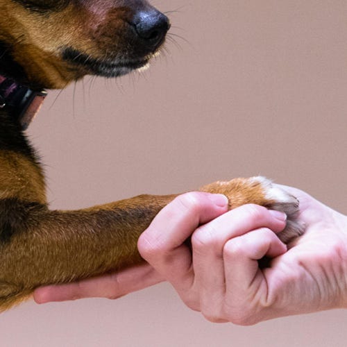 Spotting Canine Claw Problems: A Guide for Groomers