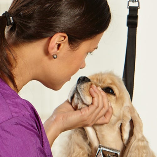 Canine Hyperkeratosis: Dry, Cracked Noses Explained (Groomer Tips)