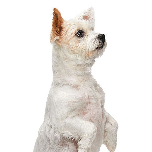 New Breed Grooming Challenge? Embrace the Learning Curve!