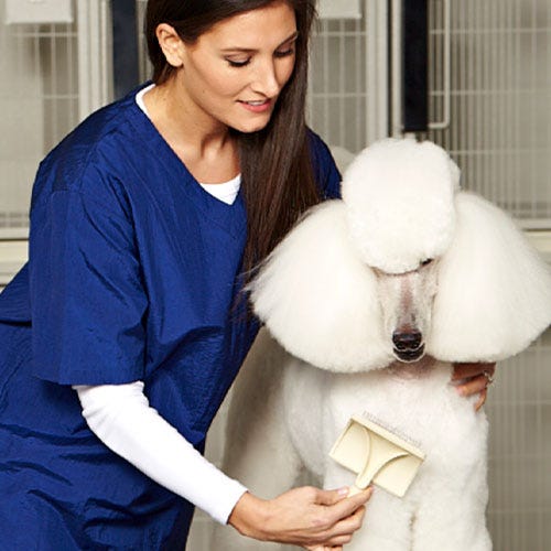 Soothe Licking & Chewing: Tips for Grooming Irritated Dog Skin