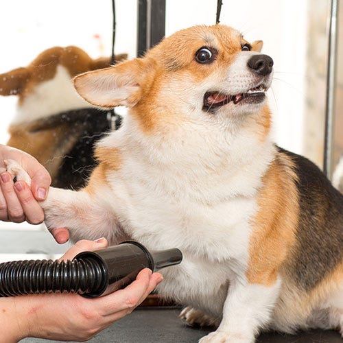 Decoding Canine Body Language: A Groomer's Guide