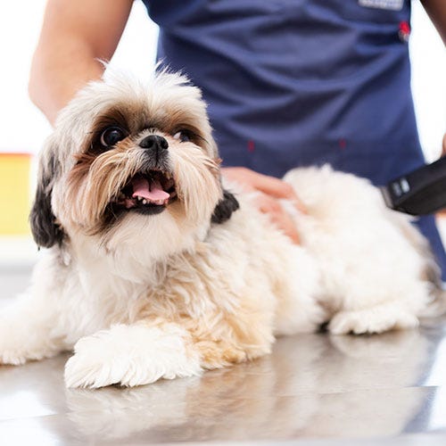 Dog-Friendly Grooming: Tools & Techniques for a Relaxing Experience